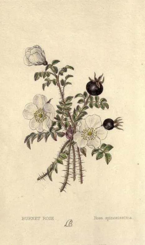 Jajrózsa / Rosa pimpinellifolia