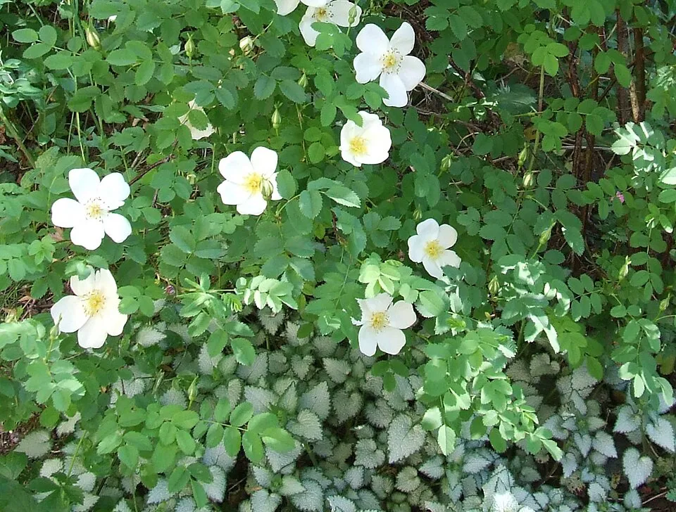 Jajrózsa / Rosa pimpinellifolia