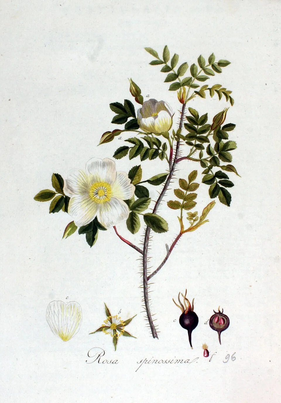 Jajrózsa / Rosa pimpinellifolia