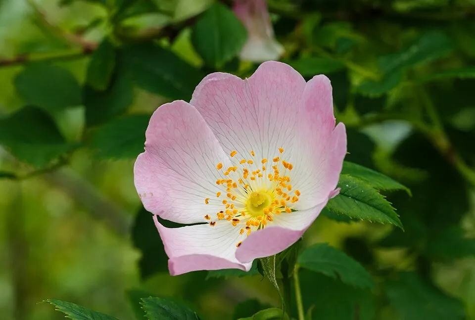 Jajrózsa / Rosa pimpinellifolia