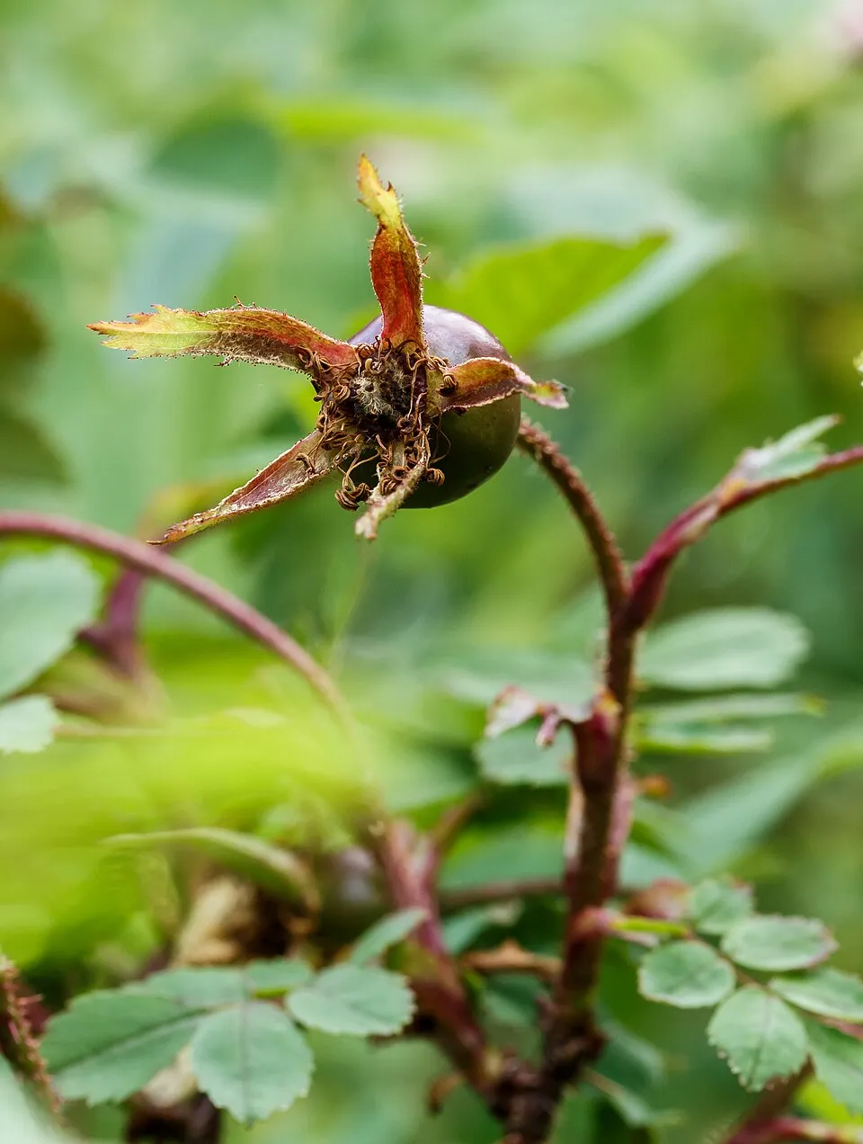 Jajrózsa / Rosa pimpinellifolia