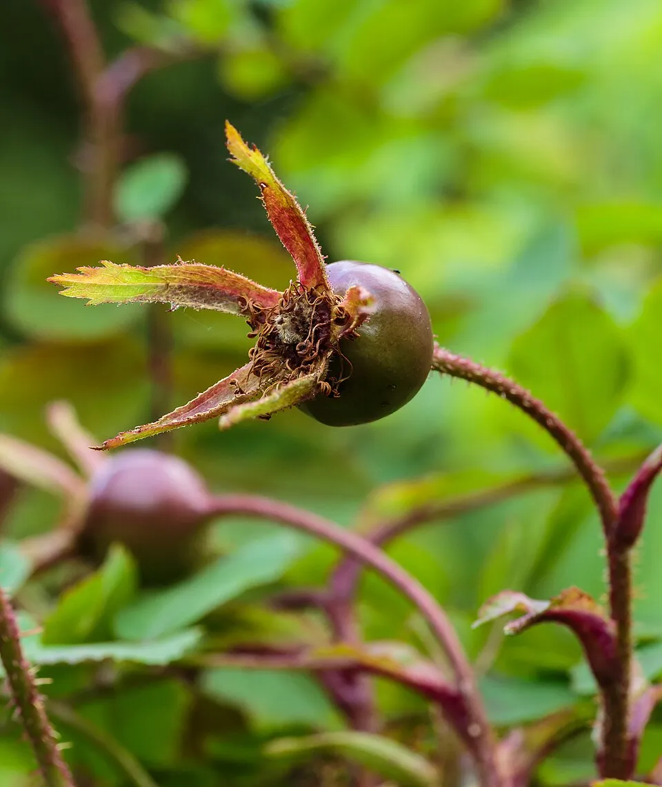 Jajrózsa / Rosa pimpinellifolia