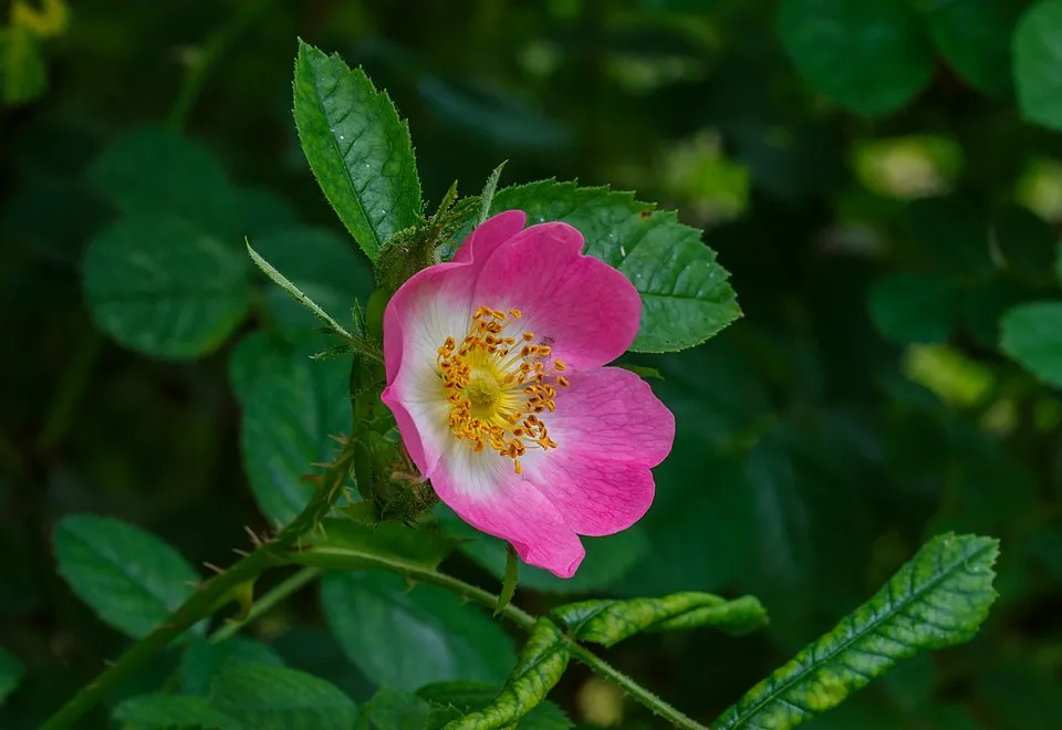 Jajrózsa / Rosa pimpinellifolia