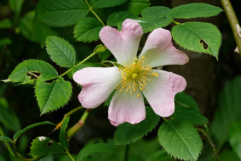 Jajrózsa / Rosa pimpinellifolia