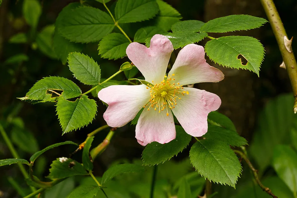 Jajrózsa / Rosa pimpinellifolia