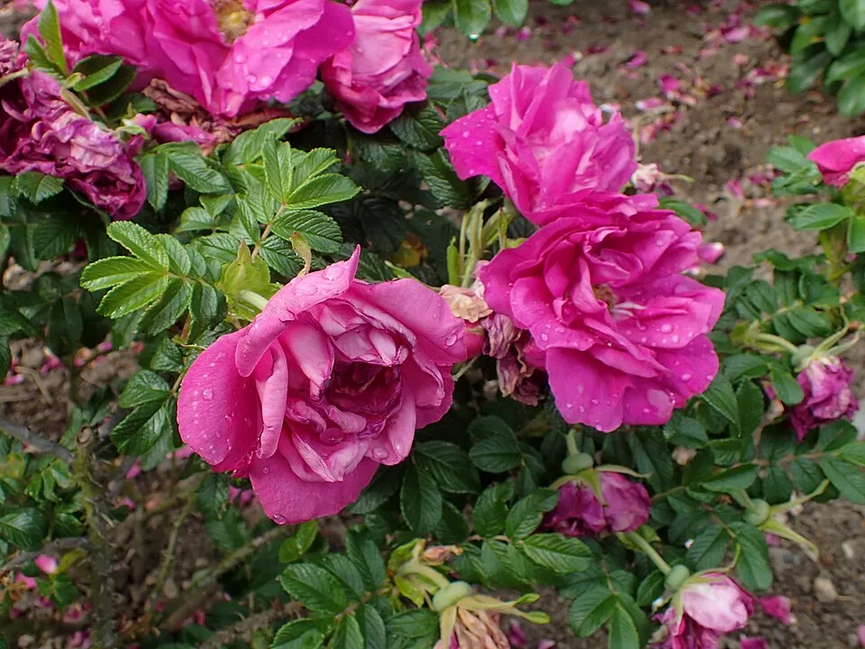 Piros virágú, talajtakaró rózsa / Rosa 'Rote The Fairy'