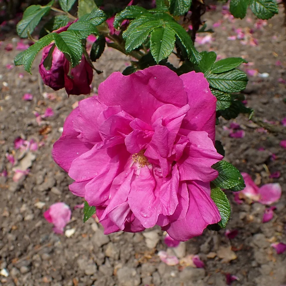 Piros virágú, talajtakaró rózsa / Rosa 'Rote The Fairy'