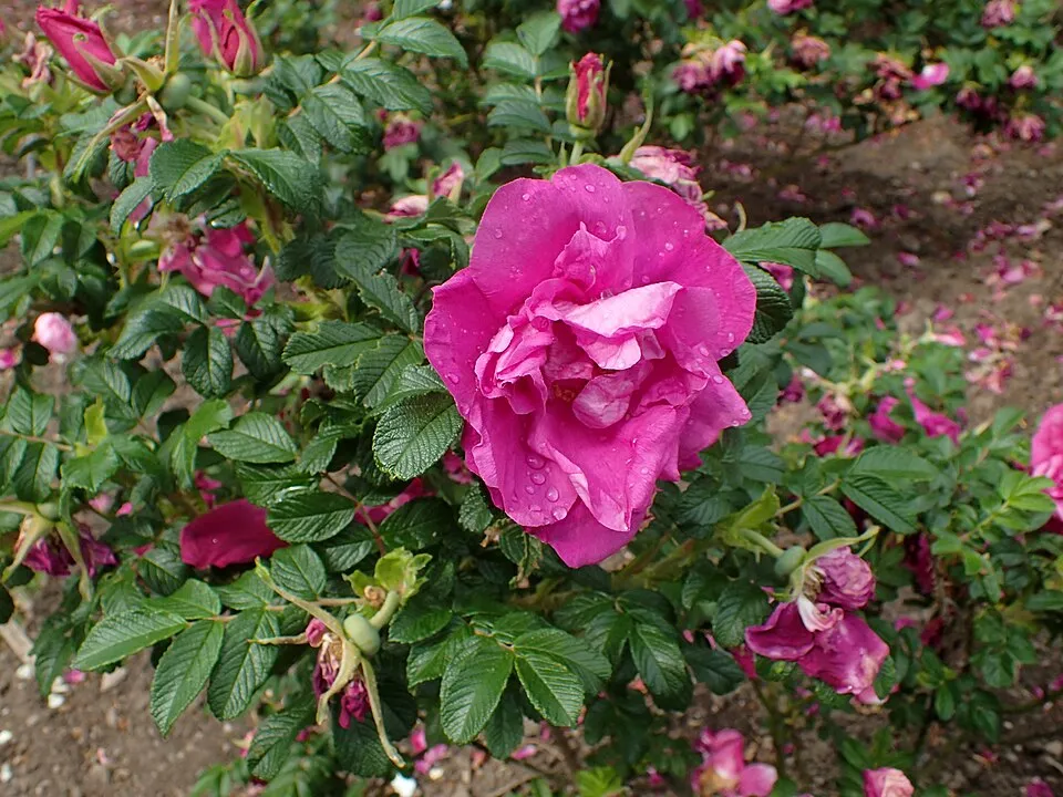 Piros virágú, talajtakaró rózsa / Rosa 'Rote The Fairy'