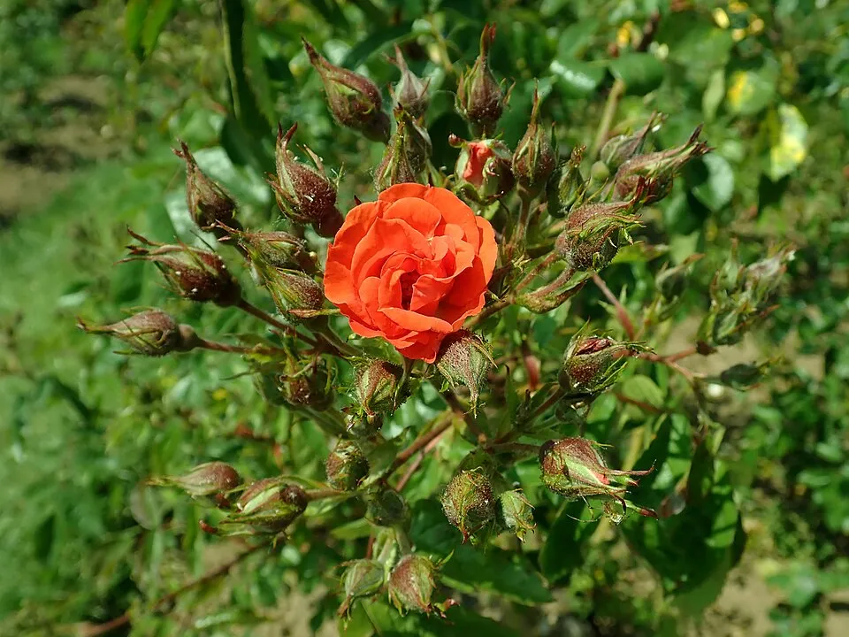 Piros virágú, talajtakaró rózsa / Rosa 'Rote The Fairy'