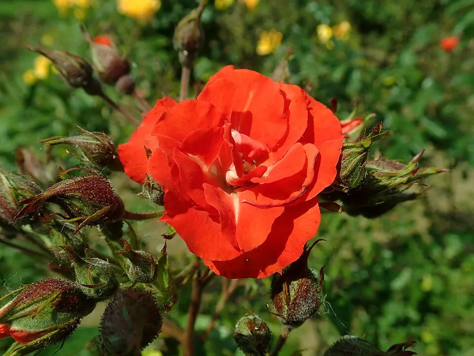 Piros virágú, talajtakaró rózsa / Rosa 'Rote The Fairy'