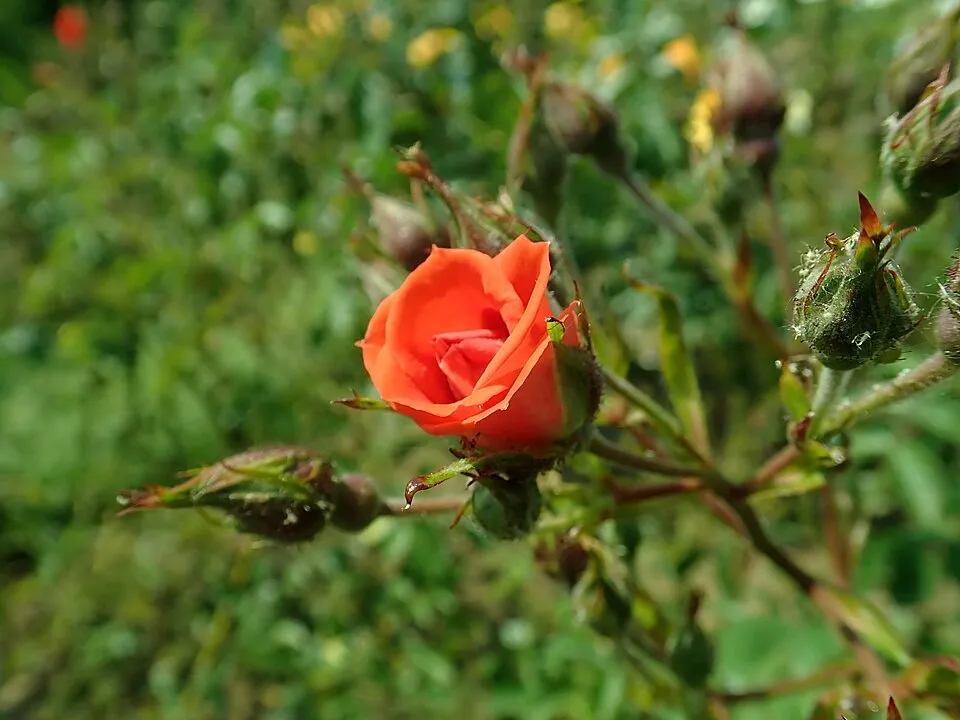 Piros virágú, talajtakaró rózsa / Rosa 'Rote The Fairy'