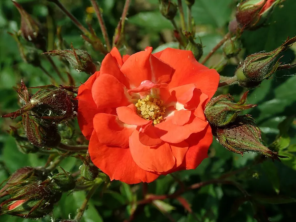 Piros virágú, talajtakaró rózsa / Rosa 'Rote The Fairy'