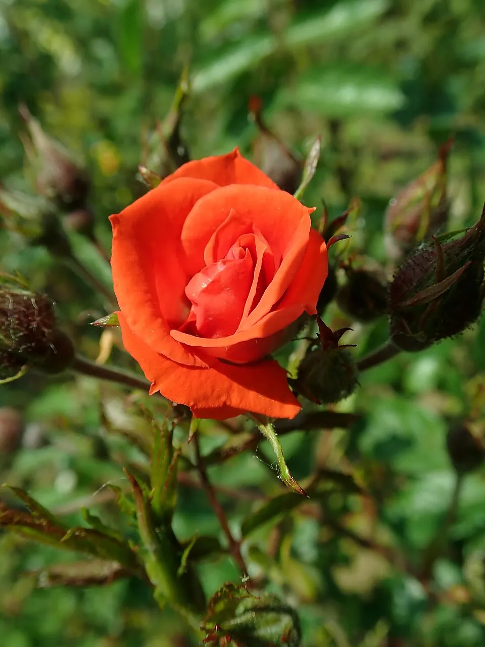 Piros virágú, talajtakaró rózsa / Rosa 'Rote The Fairy'