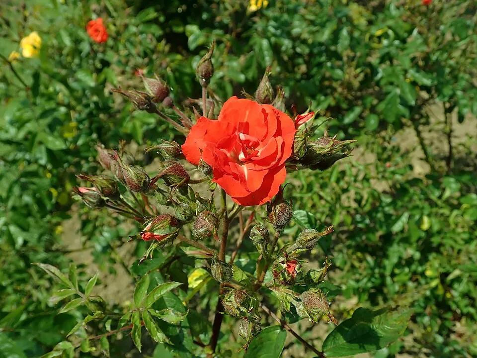 Piros virágú, talajtakaró rózsa / Rosa 'Rote The Fairy'