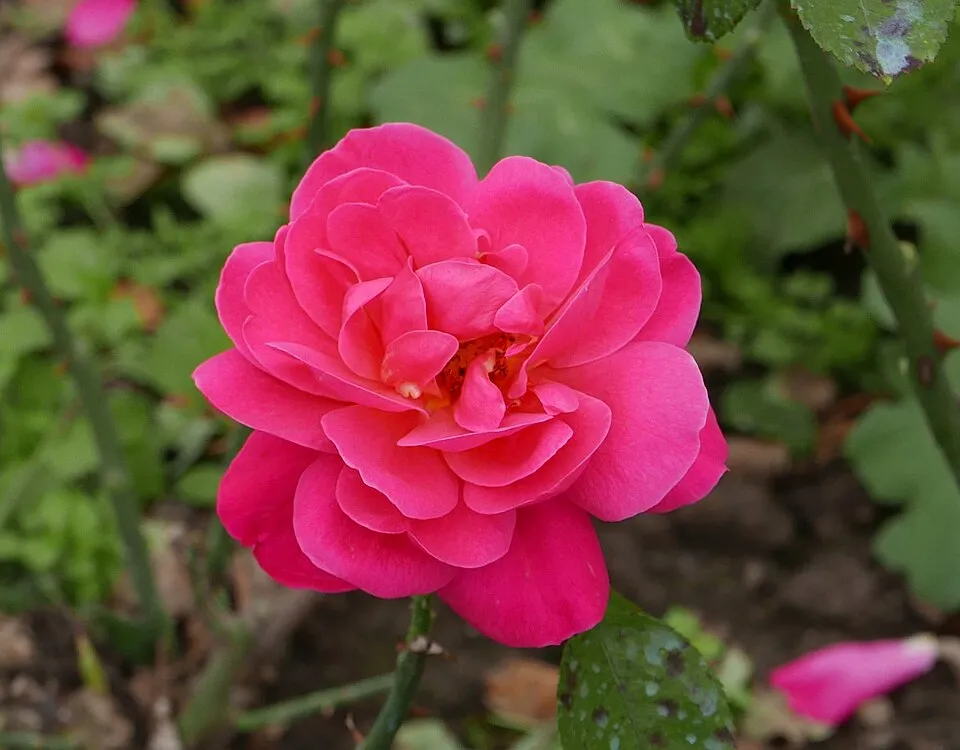 Piros virágú, talajtakaró rózsa / Rosa 'Rote The Fairy'