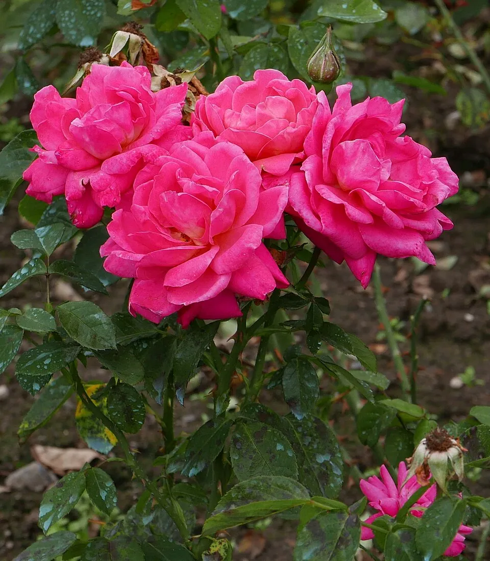 Piros virágú, talajtakaró rózsa / Rosa 'Rote The Fairy'