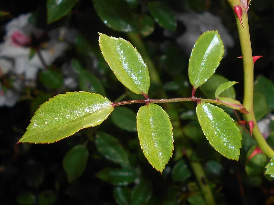 Fehér virágú törperózsa / Rosa 'Sea Foam'