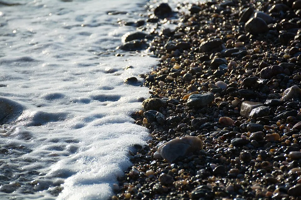 Fehér virágú törperózsa / Rosa 'Sea Foam'