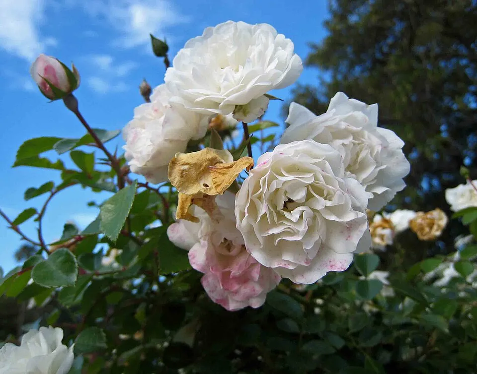 Fehér virágú törperózsa / Rosa 'Sea Foam'