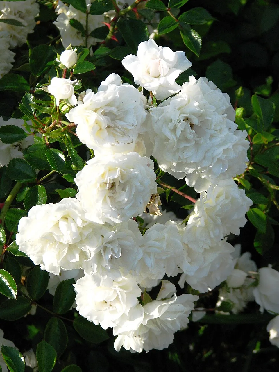 Fehér virágú törperózsa / Rosa 'Sea Foam'