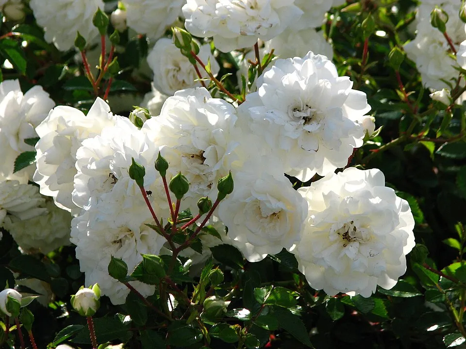 Fehér virágú törperózsa / Rosa 'Sea Foam'