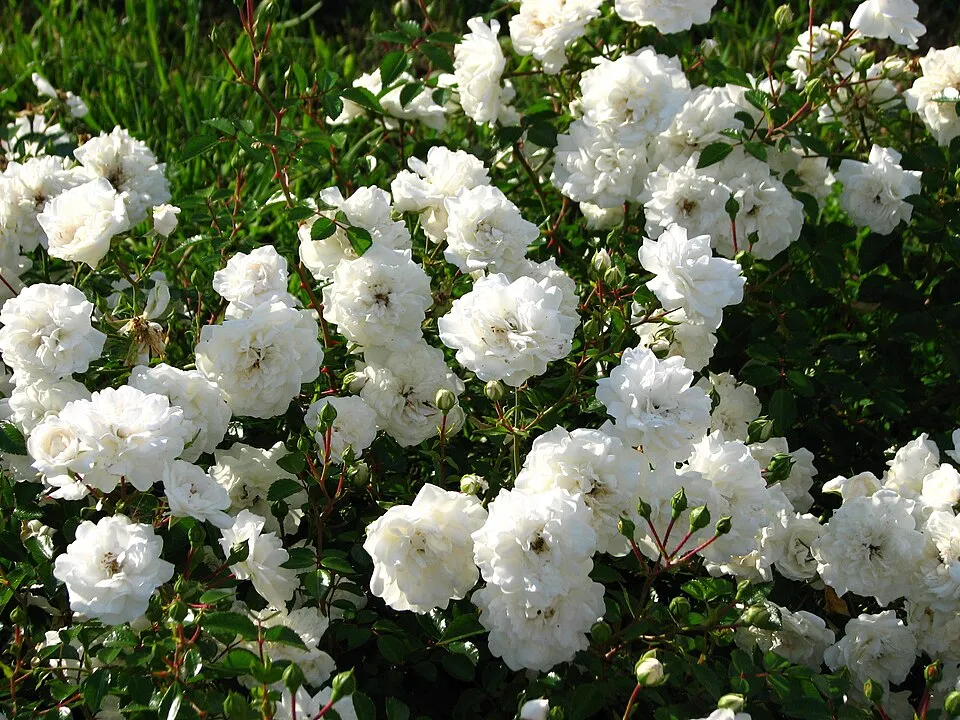 Fehér virágú törperózsa / Rosa 'Sea Foam'