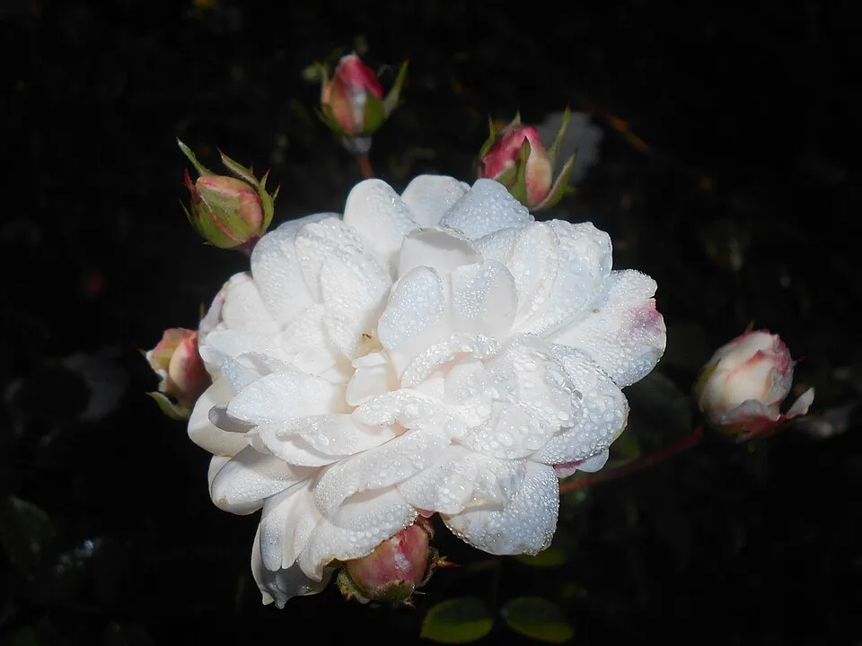 Fehér virágú törperózsa / Rosa 'Sea Foam'