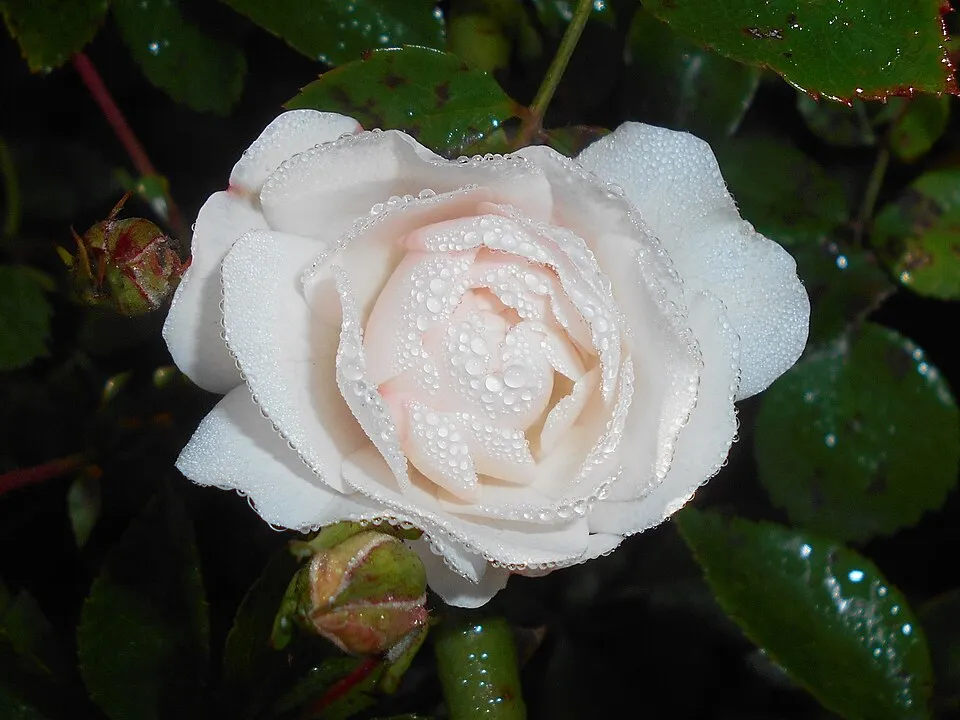Fehér virágú törperózsa / Rosa 'Sea Foam'