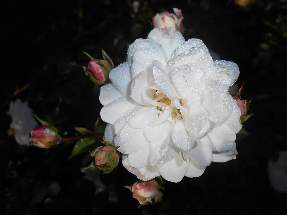 Fehér virágú törperózsa / Rosa 'Sea Foam'