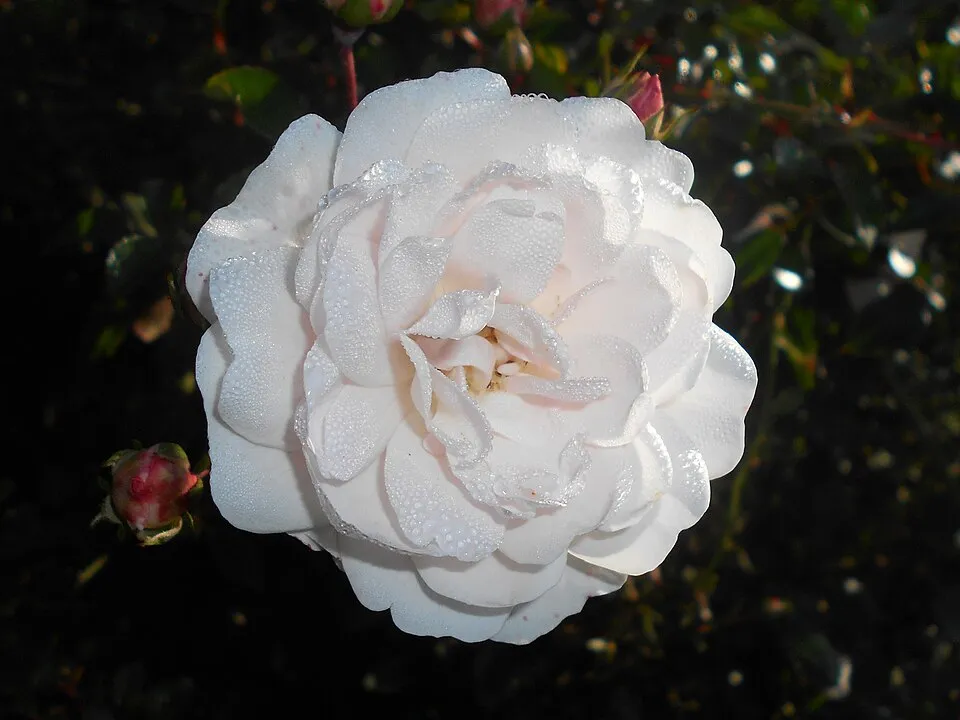 Fehér virágú törperózsa / Rosa 'Sea Foam'