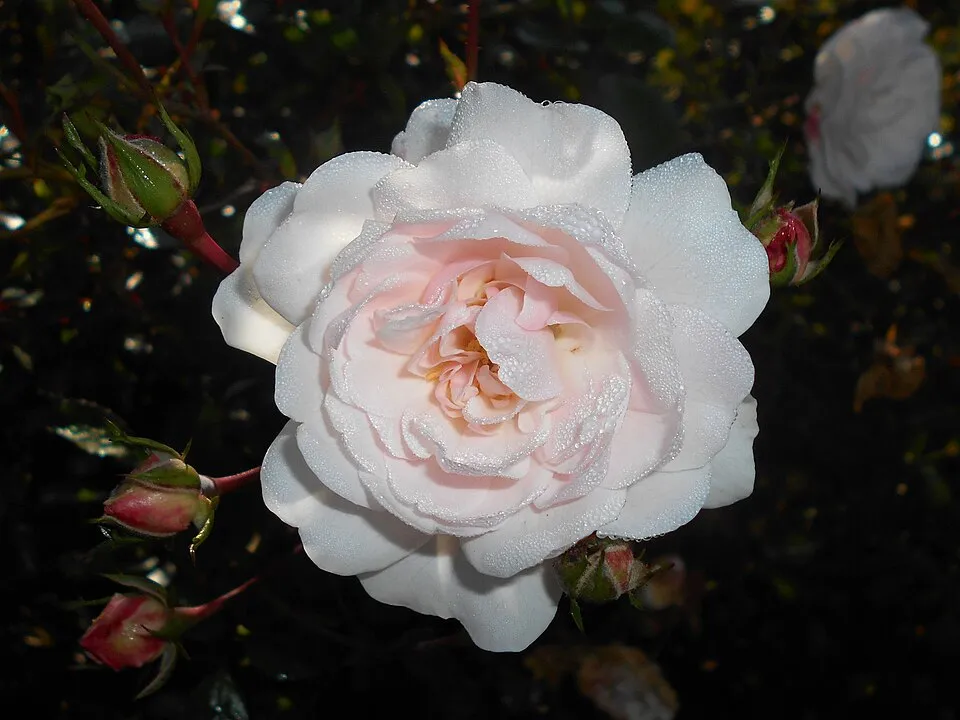Fehér virágú törperózsa / Rosa 'Sea Foam'