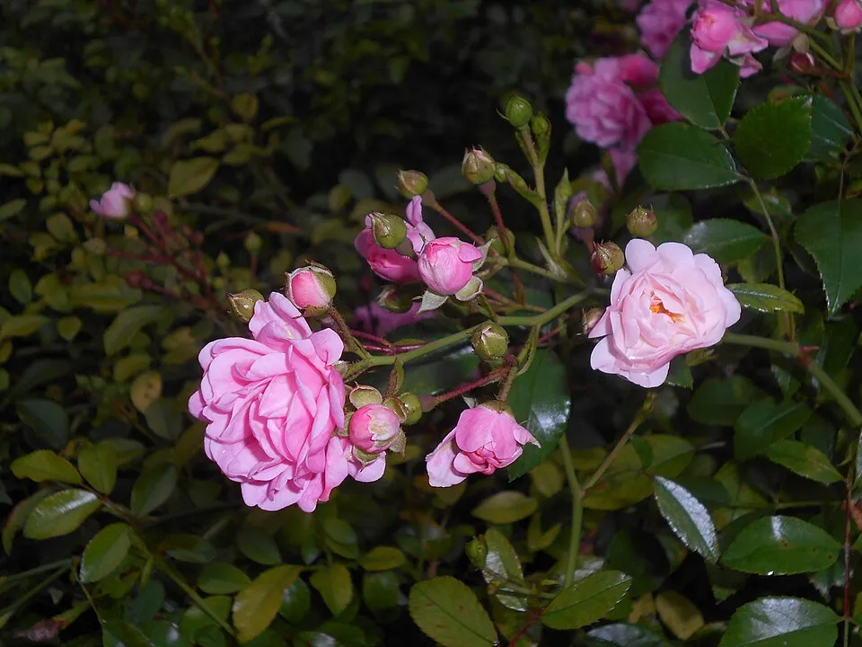 Rózsaszín virágú talajtakaró rózsa / Rosa 'The Fairy'