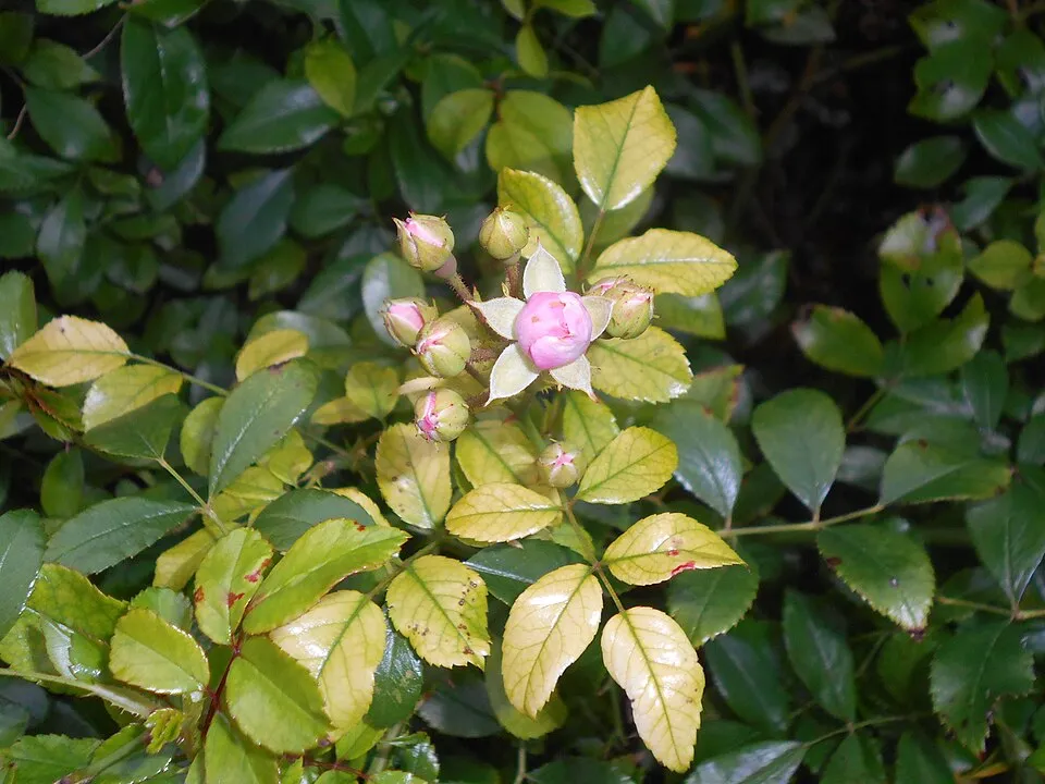 Rózsaszín virágú talajtakaró rózsa / Rosa 'The Fairy'