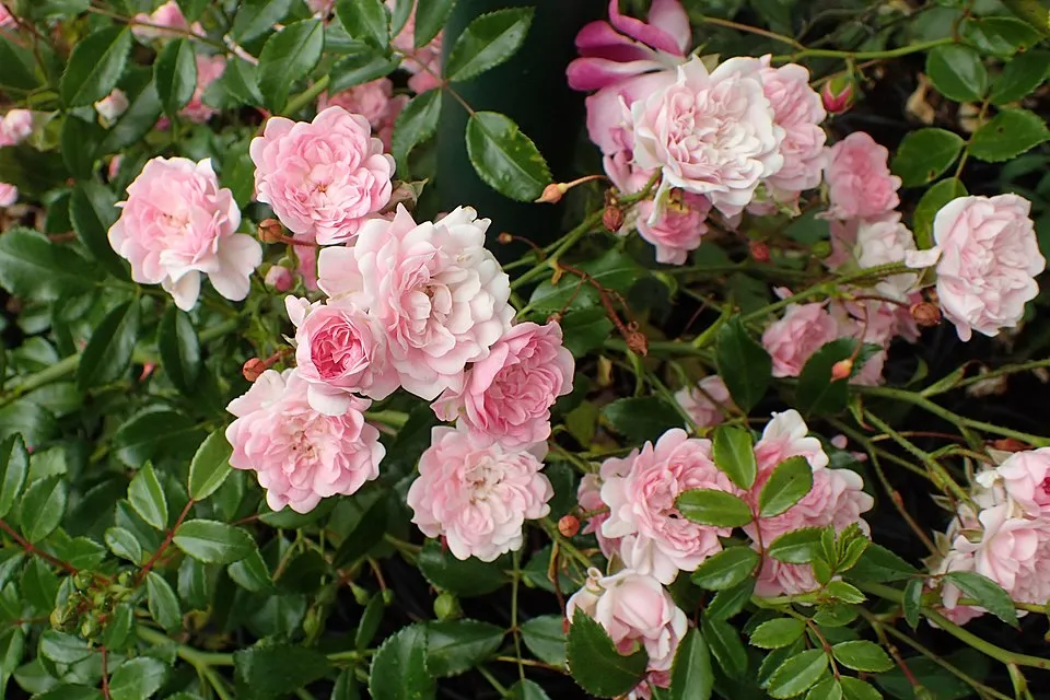 Rózsaszín virágú talajtakaró rózsa / Rosa 'The Fairy'