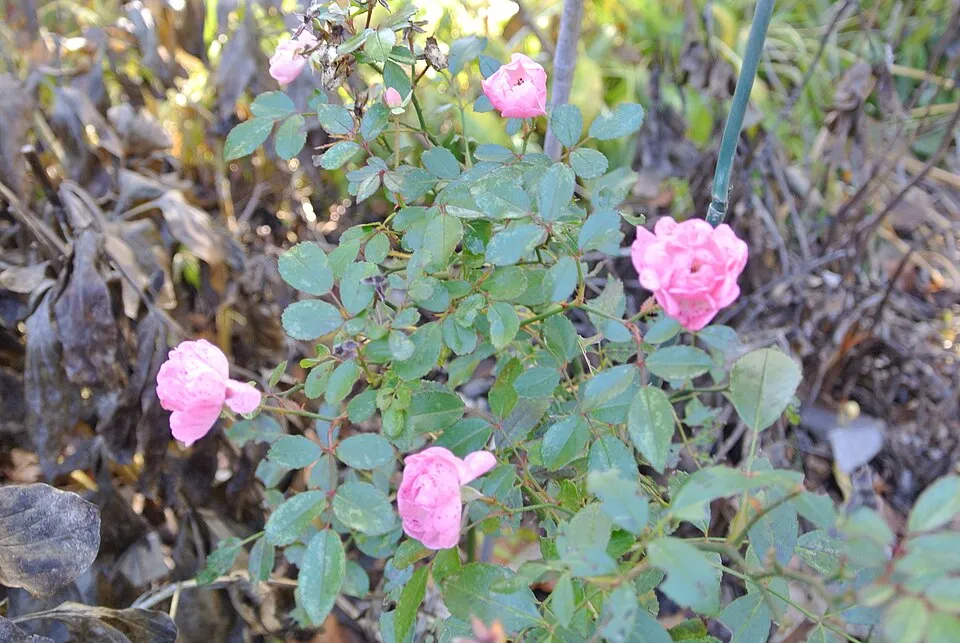 Rózsaszín virágú talajtakaró rózsa / Rosa 'The Fairy'