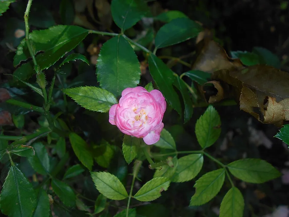 Rózsaszín virágú talajtakaró rózsa / Rosa 'The Fairy'