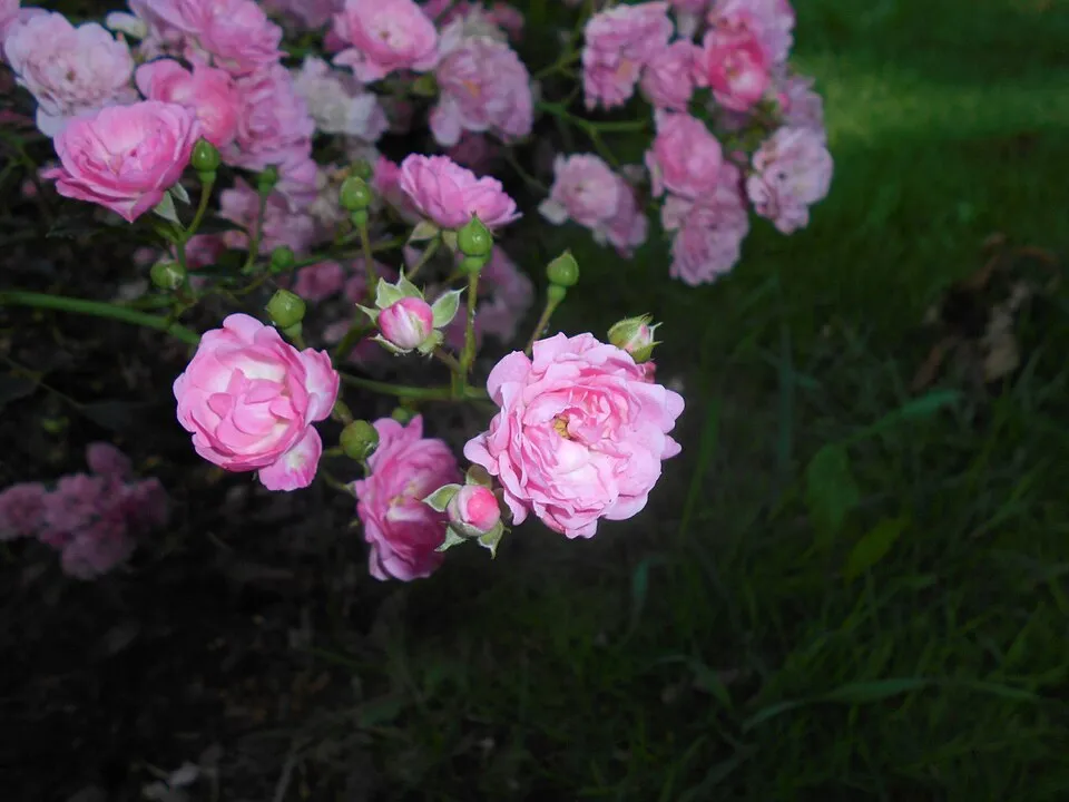 Rózsaszín virágú talajtakaró rózsa / Rosa 'The Fairy'