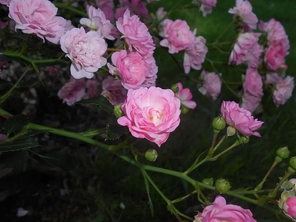 Rózsaszín virágú talajtakaró rózsa / Rosa 'The Fairy'