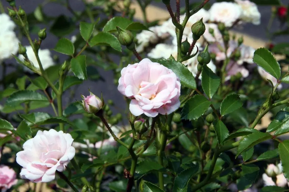 Rózsaszín virágú talajtakaró rózsa / Rosa 'The Fairy'