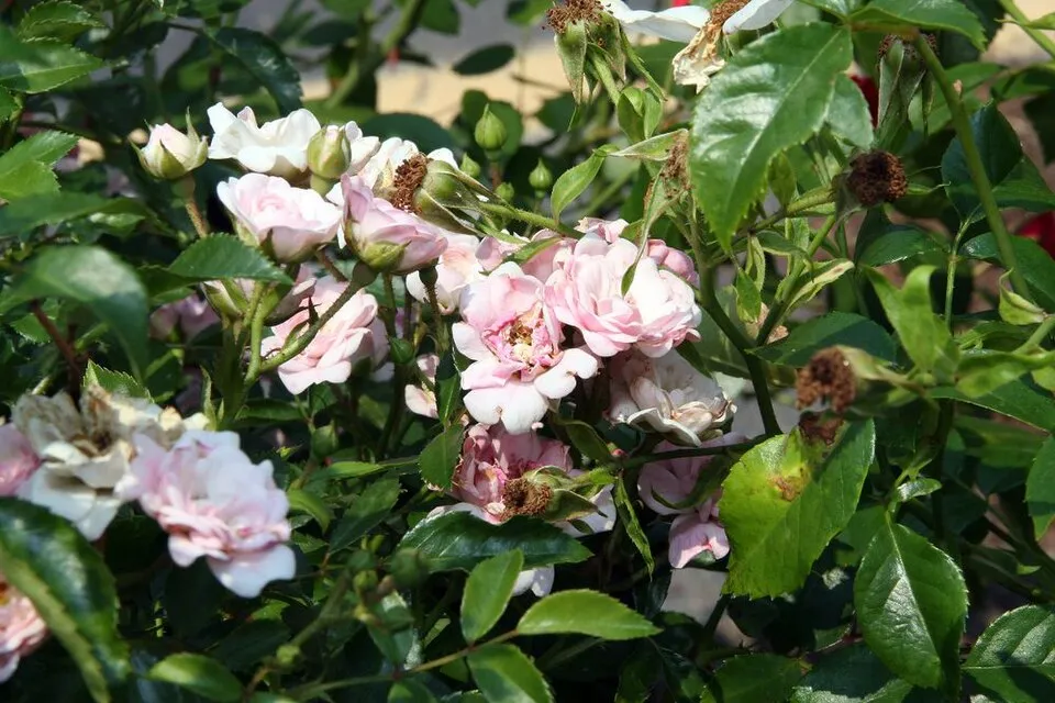 Rózsaszín virágú talajtakaró rózsa / Rosa 'The Fairy'