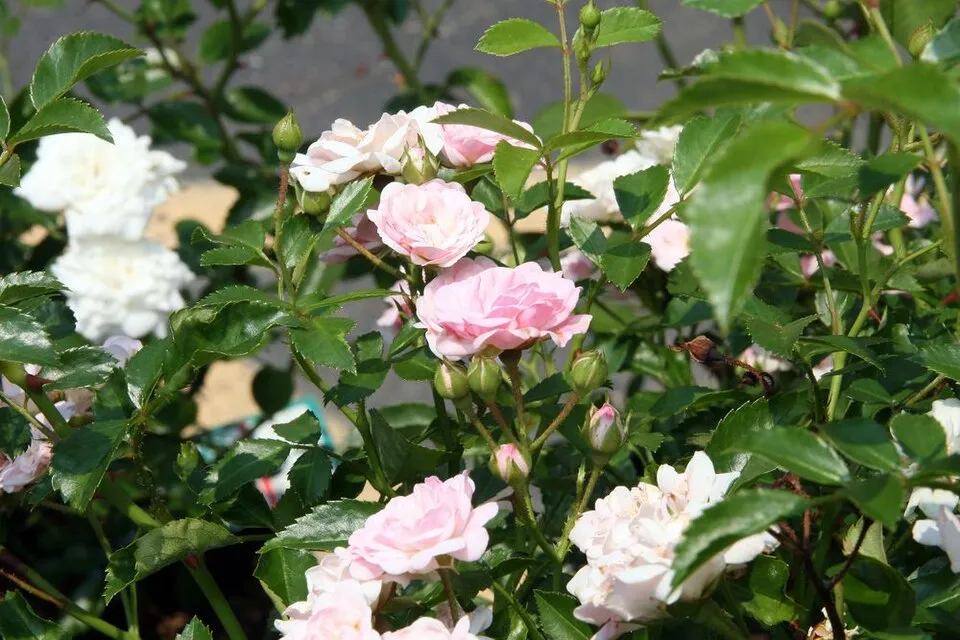 Rózsaszín virágú talajtakaró rózsa / Rosa 'The Fairy'