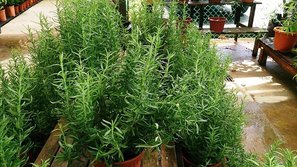 Rozmaring / Rosmarinus officinalis