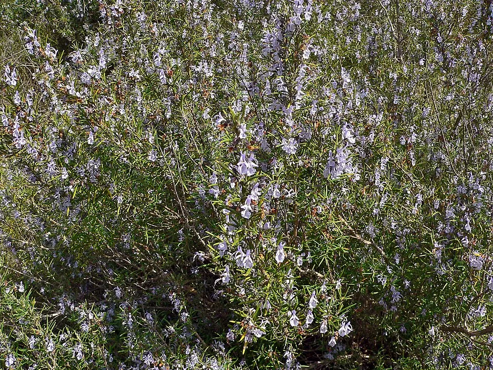 Rozmaring / Rosmarinus officinalis