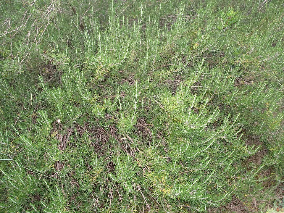 Rozmaring / Rosmarinus officinalis