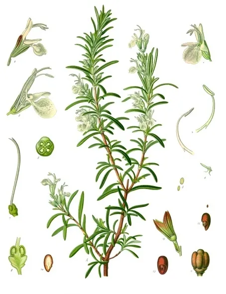 Rozmaring / Rosmarinus officinalis