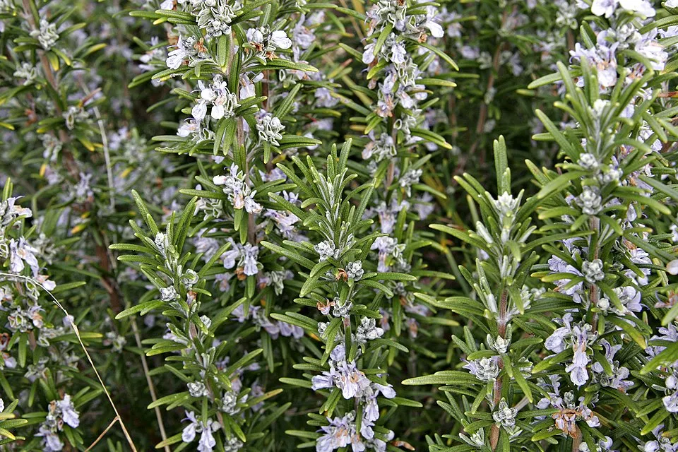 Rozmaring / Rosmarinus officinalis