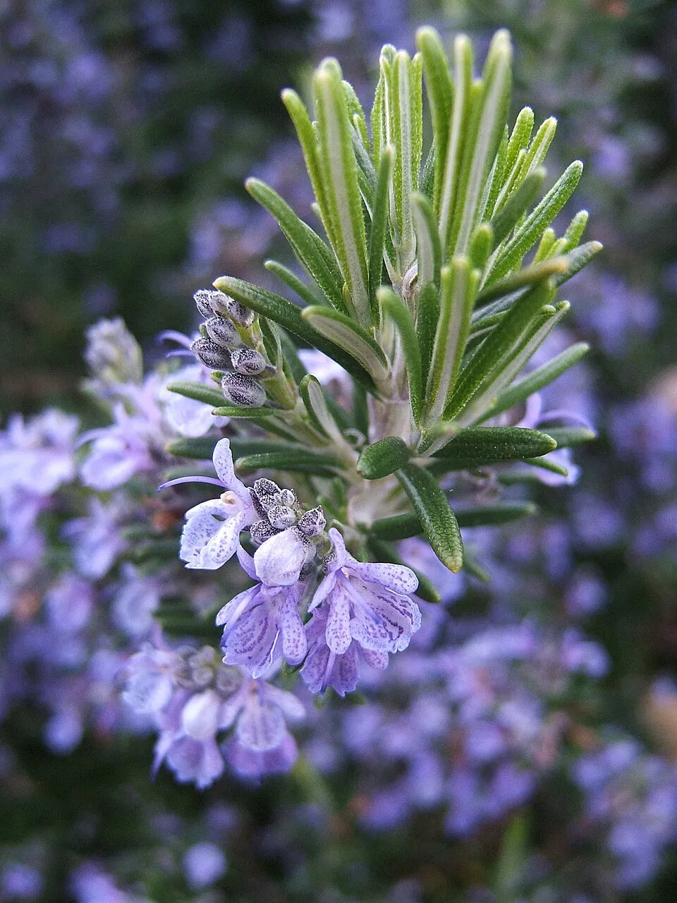 Rozmaring / Rosmarinus officinalis