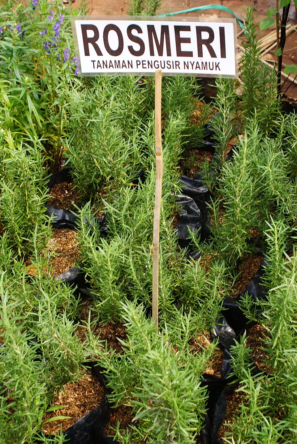 Rozmaring / Rosmarinus officinalis
