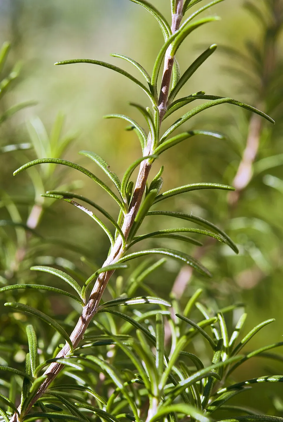 Rozmaring / Rosmarinus officinalis