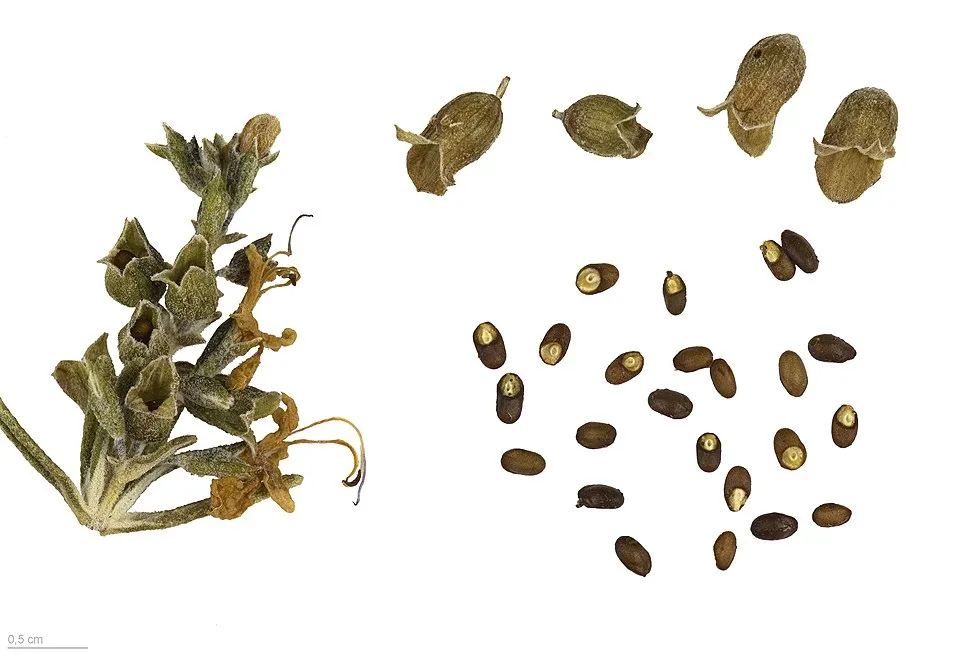Rozmaring / Rosmarinus officinalis